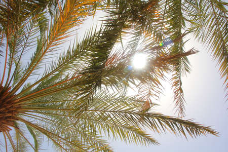 Sun shining through palm tree leaves as a travel and tropical conceptの写真素材