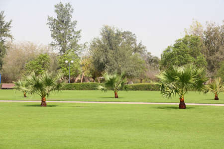 A green tropical park with palm trees and mown grassの写真素材