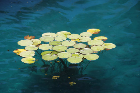 Close view of tropical water plants in a summer parkの写真素材