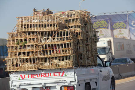 Birds in wooden cages transported on a car in Cairo, Egyptのeditorial素材