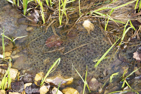 Close view of spring frog eggs in a pondの写真素材