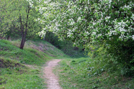 Bird-cherry tree in bloom and a curved rural pathの写真素材