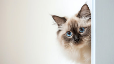 Birman cat peeking around cornerの写真素材