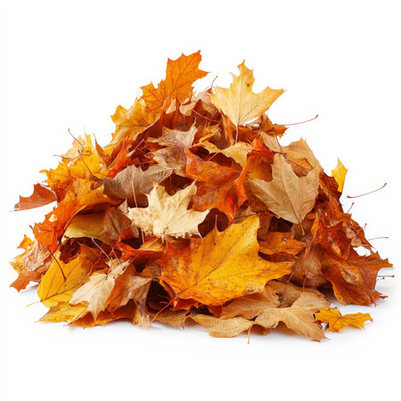 A pile of yellow leaves on a white background. The leaves are scattered and piled up, creating a sense of autumn and the changing of the seasons. The image evokes a feeling of nostalgiaの写真素材