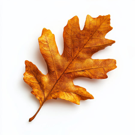 A leaf is shown on a white background. The leaf is brown and has a slightly burnt appearanceの写真素材