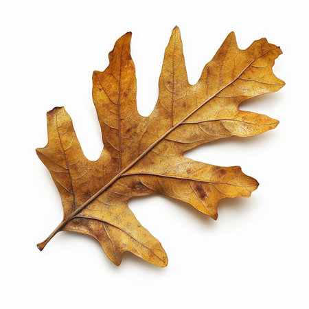 A leaf is shown on a white background. The leaf is brown and has a slightly curled edge. Concept of autumn and the changing of the seasonsの写真素材