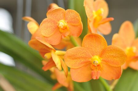 flowerの写真素材