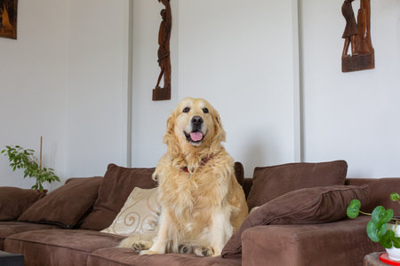Golden Retriever dog sitting on sofa in living room at homeの写真素材