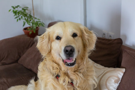 Golden Retriever sitting on the bed and looking at the cameraの写真素材