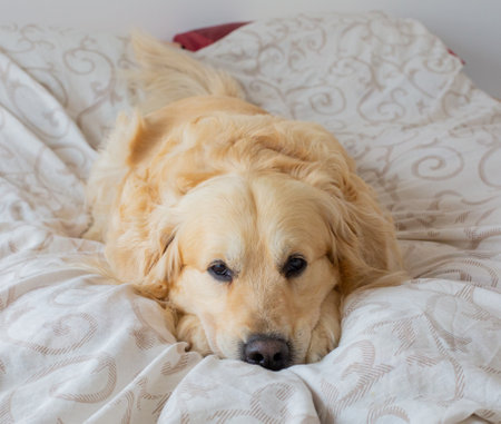 Golden Retriever lying on the bed in the morning. Selective focus.の写真素材