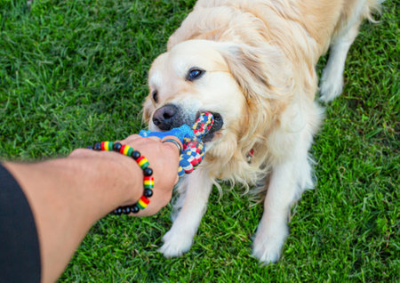 Golden Retriever playing with a toy on the green grass.