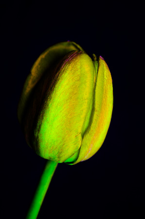 Color tulips on a black background  isolated の写真素材