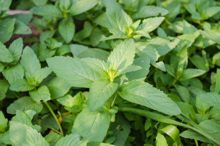 Large plantation fresh mint green in nature の写真素材