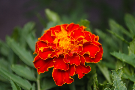 Fire flower  color  nice color for use in paintings  Captured in their natural environmentの写真素材
