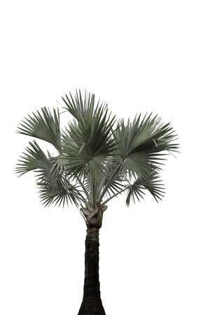 plam tree isolatedの写真素材