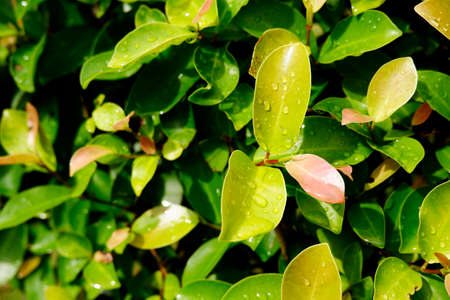 bamboo leaf with special color white and green leaf