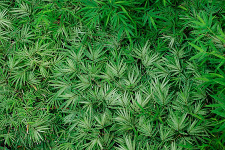 bamboo leaf with special color white and green leafの写真素材