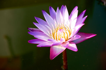 purple blooimg lotus feel relax and meditatedの写真素材