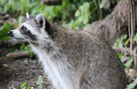 Racoonの写真素材