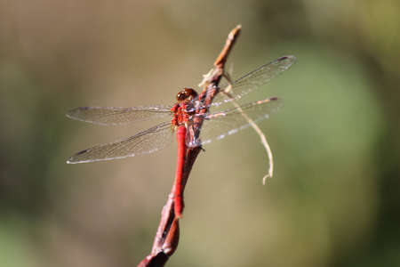 Red DragonFly