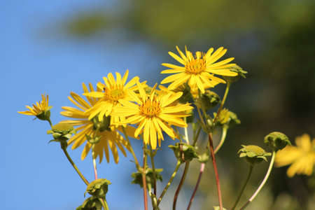 Yellow Flowersの写真素材