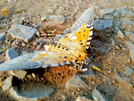 Close up view of a butterflyの素材