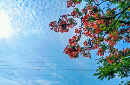 Low angle view of a tree under the blue skyの素材