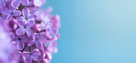 Spring and summer floral backgroundの写真素材