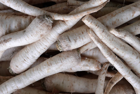 Parsley roots fresh from the farm. Background.の写真素材