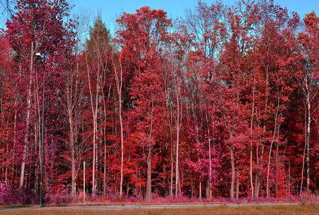 Autumn forest tree beautiful natureの写真素材