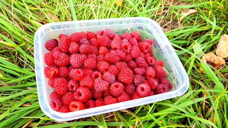 Ripe red raspberries in the box