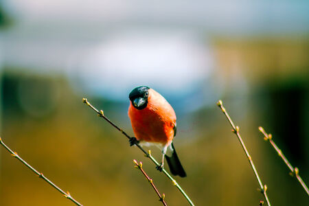 Curious bullfinch birdの写真素材