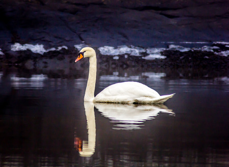 swan swimming in the sea の写真素材