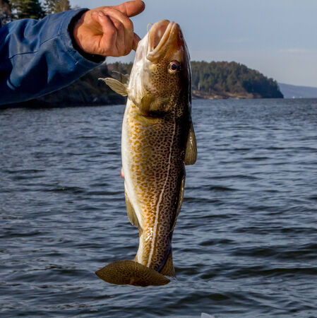 Cod fish in a hand の写真素材