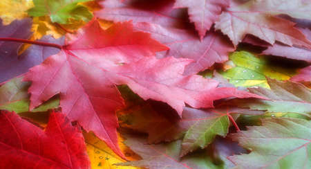 Photo of a variety of fall leaves