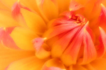 Photo of a bright Orange and Salmon Dahlia.の写真素材