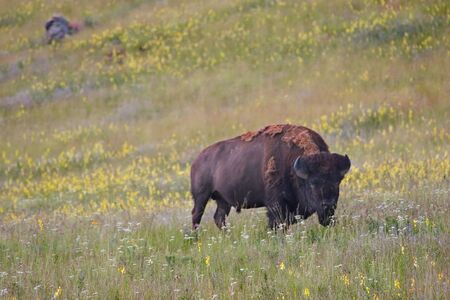 Photo of a buffalo standing in wildflowers, National Bison Range, Montanaの写真素材