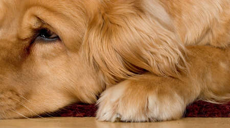 Photo of a very beautiful golden retriever lying on a hardwood floorの写真素材