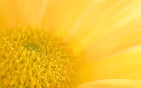 Photo of a yellow daisy bloom shot up very closeの写真素材
