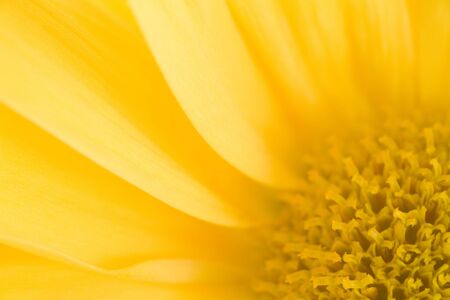 Photo of a yellow daisy bloom shot up very closeの写真素材