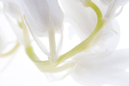 Photo of some white (like bluebells) bells shot at extreme magnificationの写真素材
