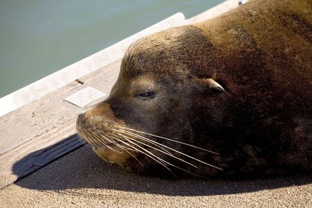 Close-Up photo of an old sea lion blocking the way on a dock at the East Mooring Basin in Astoria, Oregon.の写真素材