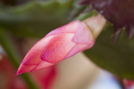 Photo of a blooming Christmas Cactus.の写真素材