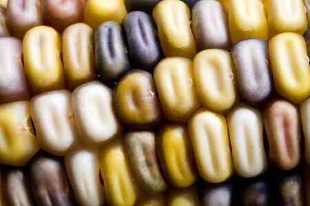 Photo of multi-colored corn cob.の写真素材