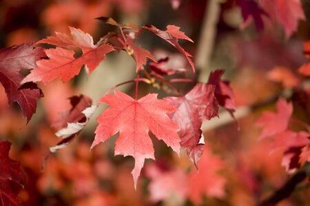 Photo of red maple leaves in nice reddish light.の写真素材