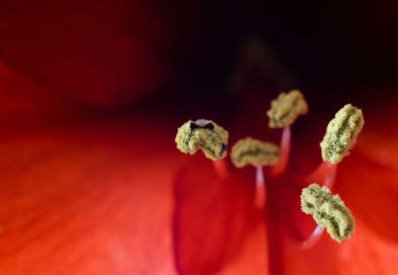 Beautiful red amaryllis bloom showing anthers, stamen, and pollen.の写真素材