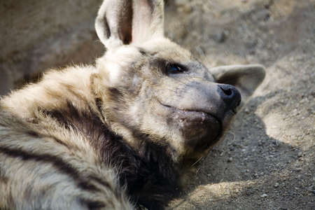 Photo of a very playful dingo puppy.の写真素材