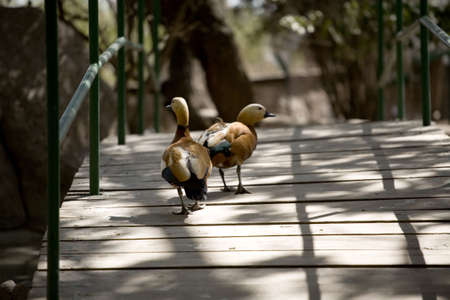 Two ducks strolling over a walking bridge.の写真素材