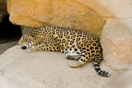 Photo of a leopard enjoying his afternoon siesta.の写真素材
