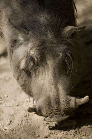 photo of wart hog in natural environment.の写真素材
